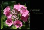 Blte einer Hortensie (Hydrangea)