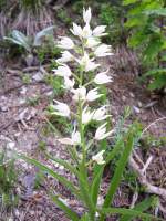 Orchidee, langblttriges Waldvgelein (Cephalanthera c.f. longifolia) am Bahnwanderweg der Ltschberg Sdrampe, kurz vor der Station Hohtenn (22.05.2009)