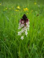 Orchidee, Brandknabenkraut (Orchis ustulata) auf einer Wiese oberhalb von Ausserberg/Wallis (23.5.2009).