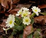 Versteckt zwischen Herbstlaub: Die ersten Primeln in diesem Jahr!
Der Frhling scheint unterwegs zu sein...
(03.03.2010)