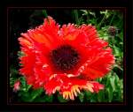 Mohn...