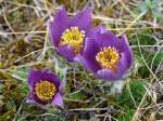 Blick in die Blten der Gewhnlichen Kuhschelle / auch Kchenschelle genannt (Pulsatilla vulgaris, Syn.: Anemone pulsatilla L.), an einem Hang in Pottenstein (Frnkische Schweiz); 05.04.2010  