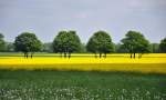 Natur pur - - Blumenwiese, Raps und dazwischen eine kleine Allee - 16.05.2010