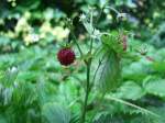 Walderdbeere im Garten;100627