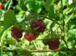 Wilde Waldhimbeeren 070624