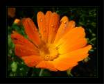 Ringelblume fotografiert im Botanischen Garten Duisburg-Kaiserberg.