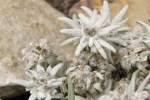 Edelweiss im Steingarten  (August 2010)