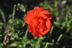 Rote Rose im Oktober 10.