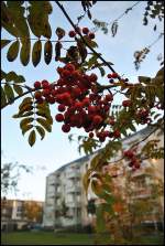 Vogelbeeren am einen Strauch.