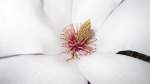 Blte einer Magnolie mit dem Stempel im Zentrum. Frhjahr 2010