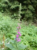 Eine groe Fingerhut-Pflanze am 26.6.10 im Tharandter Wald