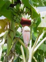 Die Blte und Fruchtstand einer Bananenstaude in meinem Garten hier in Thailand am 16.12.2010