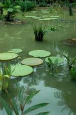 Ein Teich mit Wasserpflanzen in Singapur im September 2001