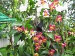 Orchideen in meinem Garten und mittendrin ein Schmetterling, dem der Nektar der Blumen wohl schmecken mag.