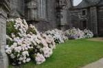 Hortensien an einer Kirche in einem  enclos paroissial  in der Bretagne am 22.07.2009