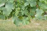 Dies wird einmal ein guter Loire-Wein. In einem Weinberg bei Saumur an der Loire am 24.07.2009