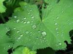 Ein Blatt im Regen