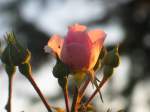 Von der Abendsonne beleuchtete Rose