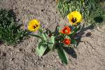 Gelbe und zwei Rote Tulpen in Frhling, fotogfiert am 20.04.2011.