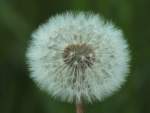 Der Samen eines Lwenzahns, von Kindern als Pusteblume geliebt, von mir als Gartenliebhaber nicht so gerne gesehen. (Zumindest nicht in meinem Garten) Dabei ist die Pflanze ein Multitalent. Die Blten des Gewhnliche Lwenzahn kann man zu einem sssen Sirup verarbeiten, die jungen Bltter zu Salat. Selbst die Wurzeln der Planze wurden frher zu einem Kaffee-Ersatz verarbeitet. In der Medizin wird Lwenzahn bei Appetitmangel, Blhungen und zur Anregung der Harnausscheidung genutzt. Heute wird daran geforscht, Naturkautschuk der Kautschukbume durch Lwenzahnkautschuk zu ersetzen.