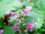 Emsig schwirrt die Hummel von Blte zu Blte, und sammelt Nektar welchen sie an den Hinterbeinen  zwischenlagert ;110425