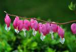  Trnende Herzen  im heimischen Garten - Euskirchen 11.05.2011