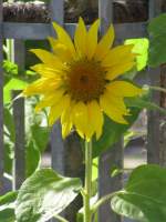 Sonnenblume in der Amtsstrae in Gadebusch 22.08.2009