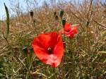 Klatschmohn  im Rapsfeld;110708