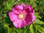 Die Blte einer Hundsrose / Heckenrose (Rosa canina), die gegenwrtig hufig zu sehen ist; 11.07.2011  