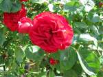 Rose, gesehen am Gemeindeplatz in Wlschendorf (NWM), 05.06.2008