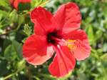 Rote Hibiskusblte, gesehen am 27.06.2011 in Kiotari auf Rhodos (GR)