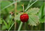 Zuerst wurde sie fotografiert, danach schmeckte sie vorzglich: Die Walderdbeere.
(05.08.2011)