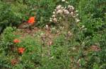 Wald- und Wiesenblumen am Ackerrand irgendwo in der Eifel - 27.07.2011