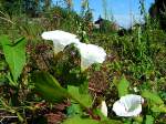 Zaunwinde (Calystegia sepium)& Co lassen den stillgelegten Bahnhof Haag/Hausruck aufblhen;110811