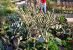 Kaktus  Cylindropuntia imbricata  - Buga 2011 Koblenz - 29.09.2011