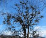 In diesem Ahornbaum wachsen viele Misteln. Bei Brixlegg, am 24.2.2012.