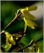 Forsythien.