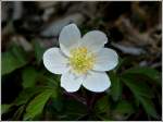 Buschwindrschen (Anemone nemorosa).