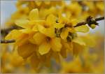 Forsythienblten nach dem Regen.