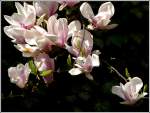 Magnolien. 14.04.2012 (Jeanny)