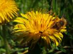 Lwenzahnblte hat Besuch von einer Biene, und einem kleinen Kfer;120421