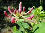 Windendes-Geiblatt(Lonicera implexa)kurz vor ihrer Vollblte; 120220