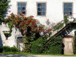  Wohnt hier Dornröschen ? , oder ein Rosenstrauch ziert die Aussenwand eines altes Gebäudes; 120617