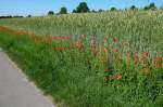 Rheinebene, Klatschmohn am Roggenfeld, Mai 2012