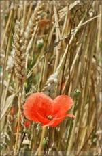 Eine Mohnblume im Getreidefeld.