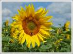 Sonnenblume
(12.07.2012)