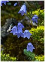 - Impressionen vom Sommer 2012 - Blaue Glckchen am Wegesrand. 22.07.2012 (Jeanny)