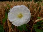 Echte Zaunwinde (Calystegia sepium, Syn. Convolvulus sepium) blht einsam im Weizenfeld; 120722