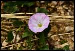 Diese Blume war am Rand eines Feldweges bei Treuchtlingen zu sehn.