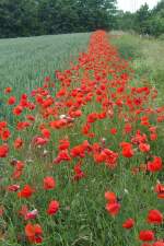 Der Weg zum Staffelberg, links und rechts Mohn ohne Ende. Aufgenommen am 07.06.2012